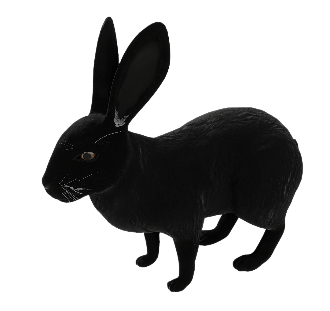 Wild Rabbit male fur 4