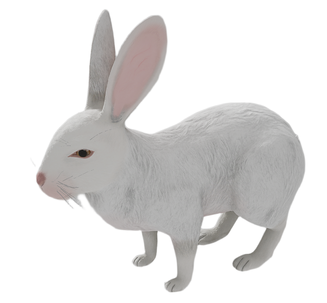 Wild Rabbit male fur 6