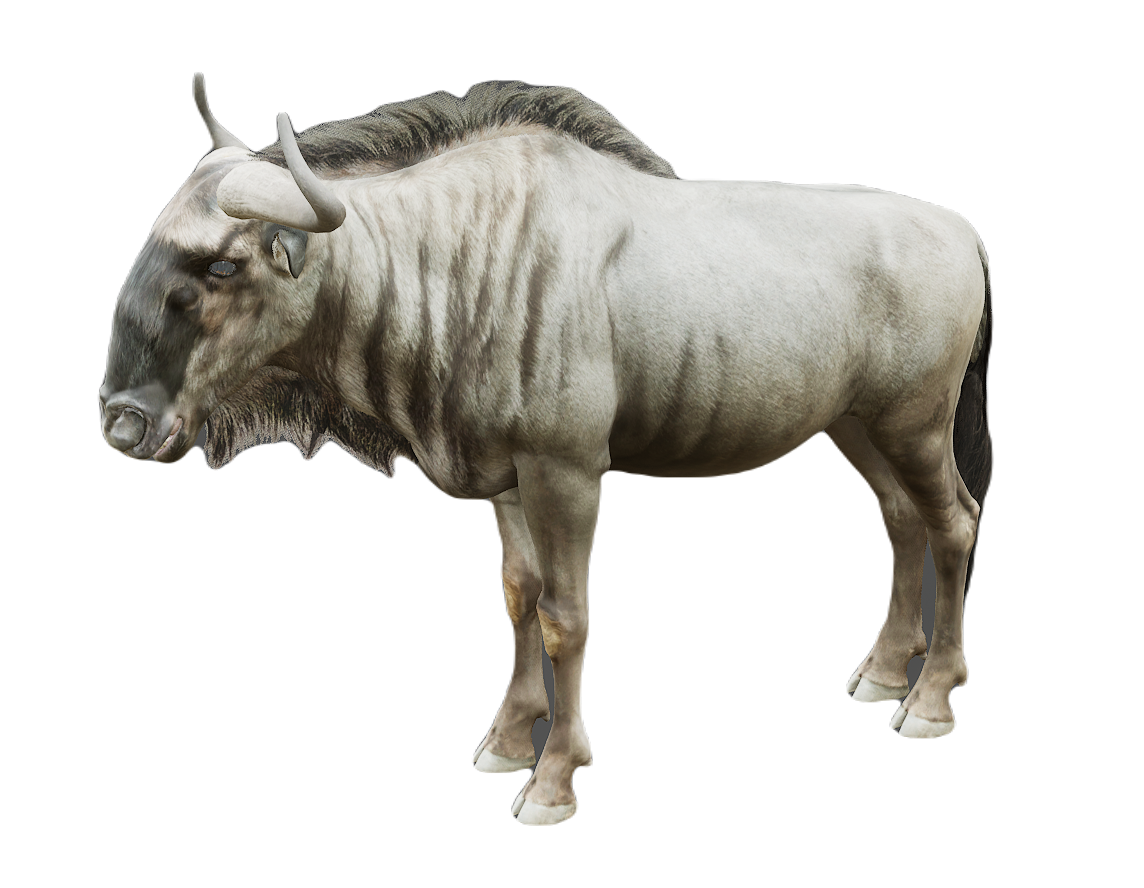 Wildebeest