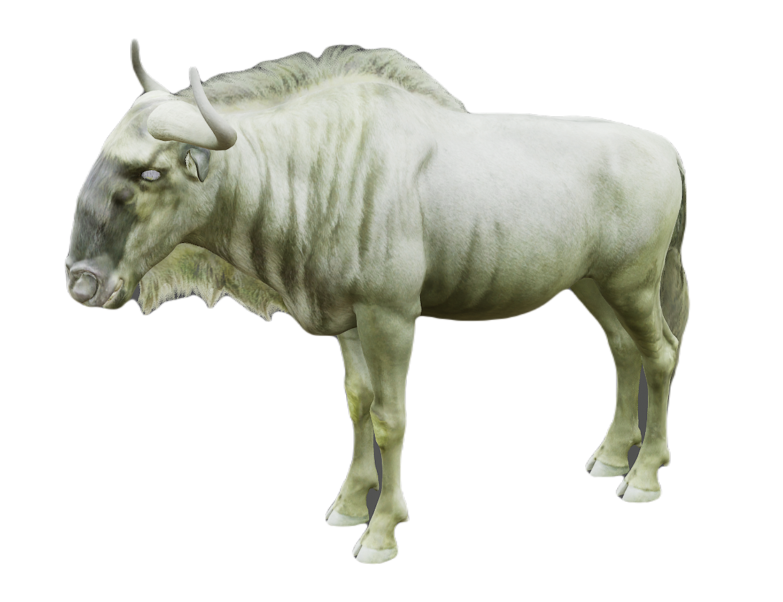 Wildebeest male fur 1