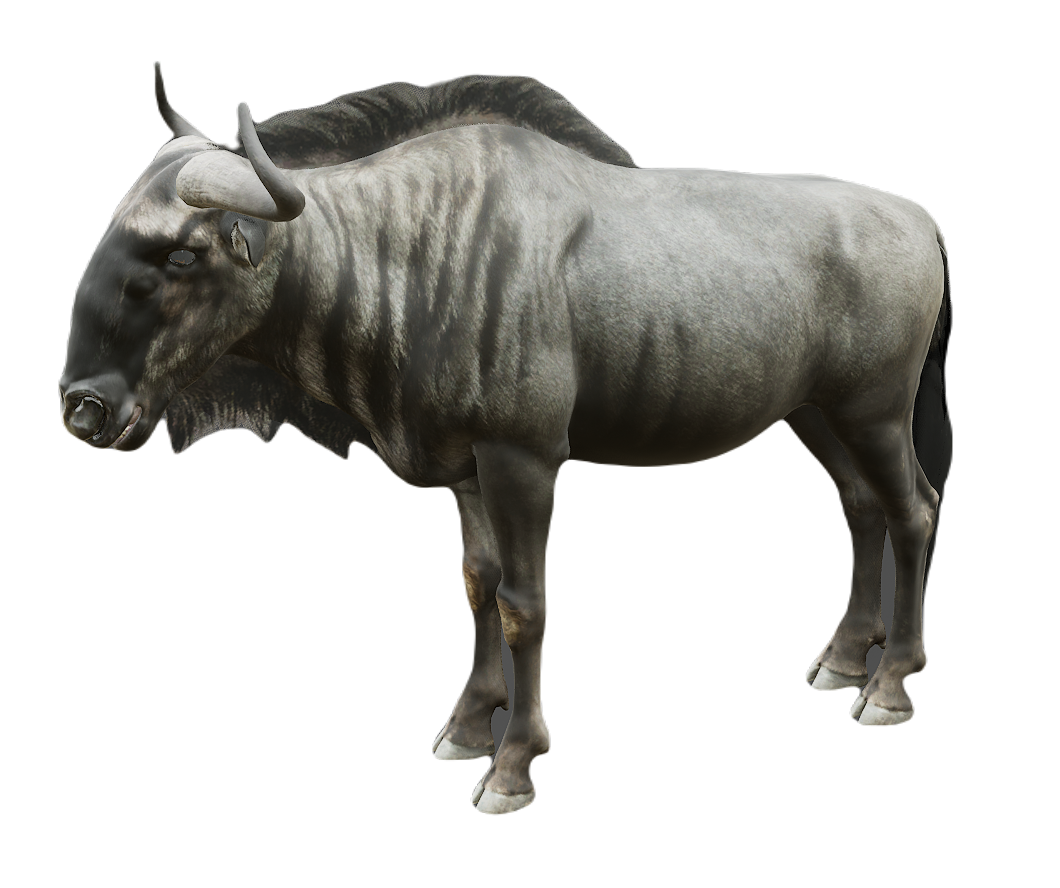 Wildebeest male fur 2