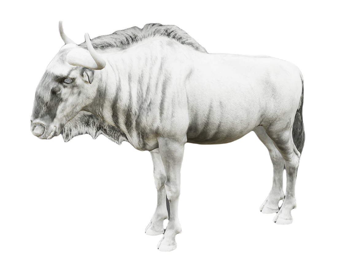 Wildebeest male fur 6