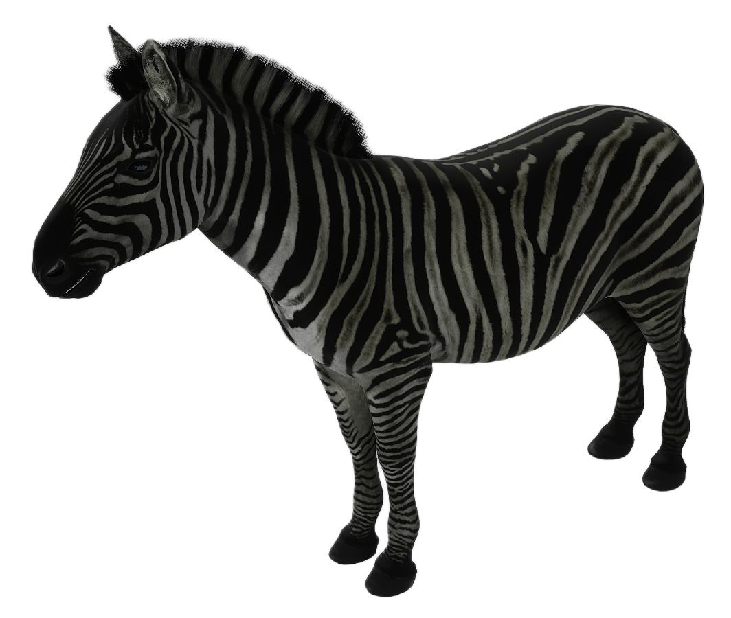 Zebra male fur 2