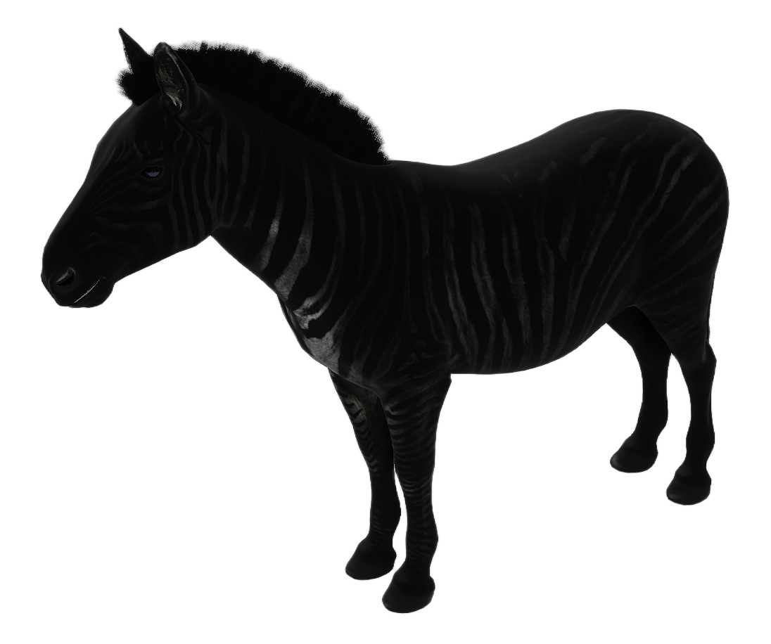 Zebra male fur 4