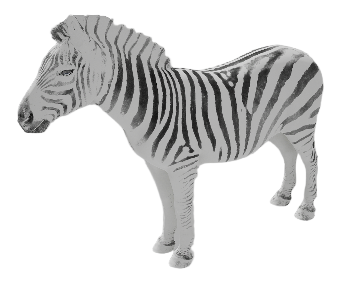 Zebra male fur 6