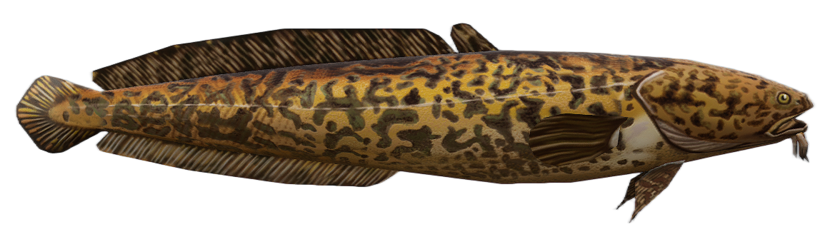 Burbot