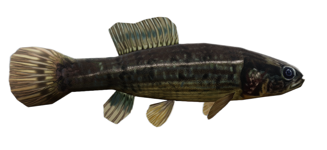 European Mudminnow