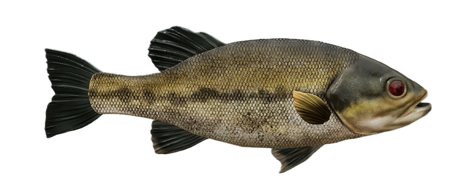 Largemouth Bass