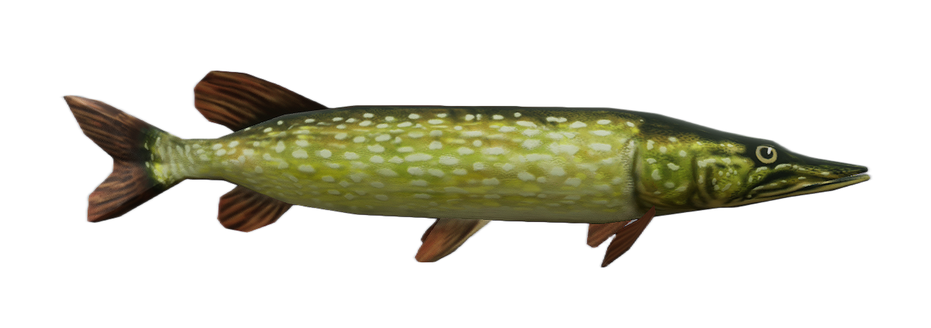 Pike