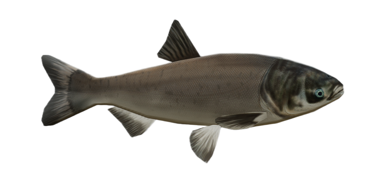 Silver Carp