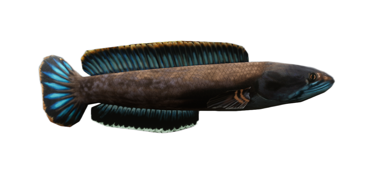 Snakehead