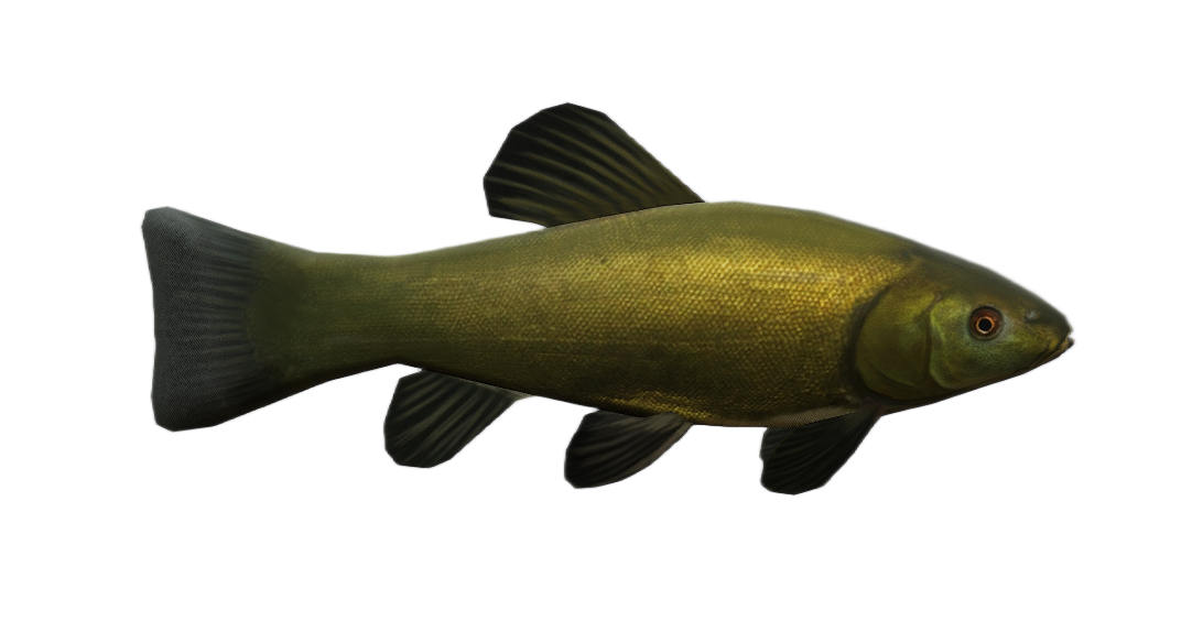 Tench