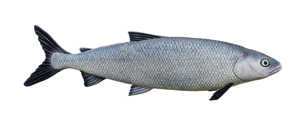 Whitefish