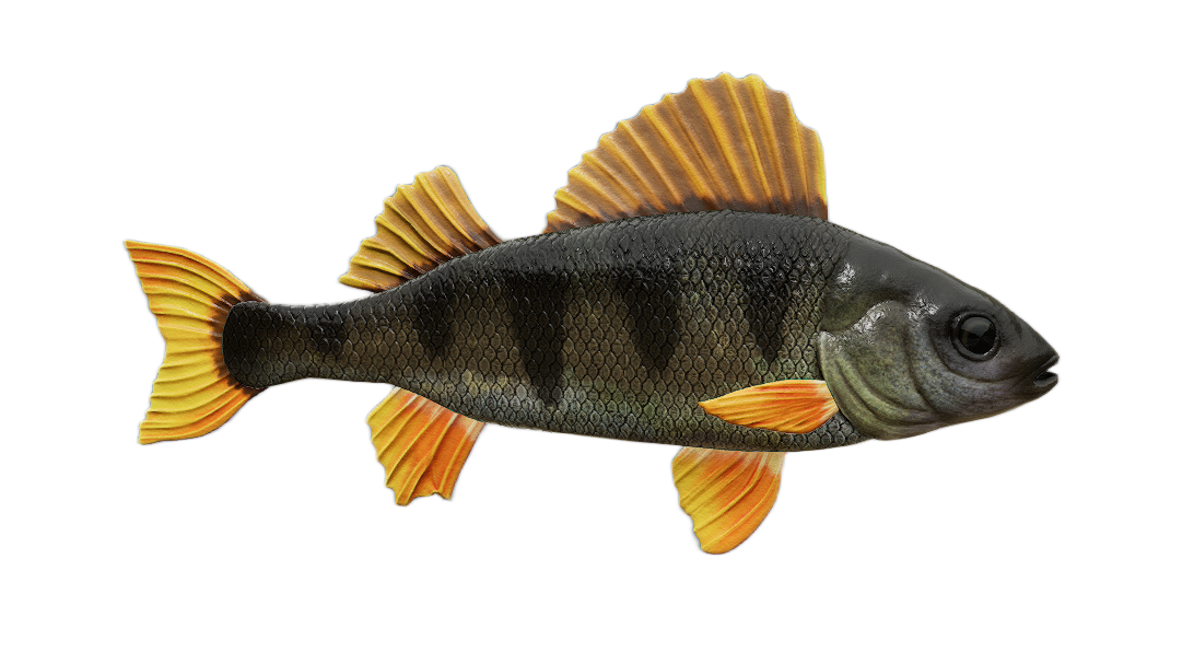 Yellow Perch