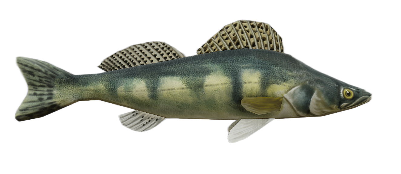 Zander