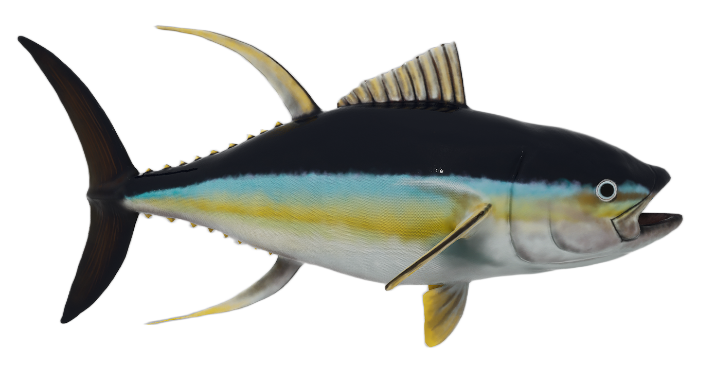 Atlantic Bluefin Tuna