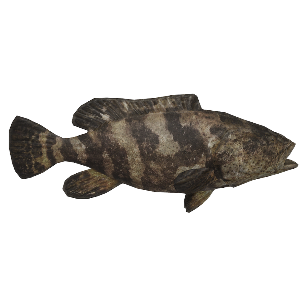 Grouper