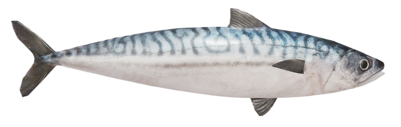 Horse Mackerel