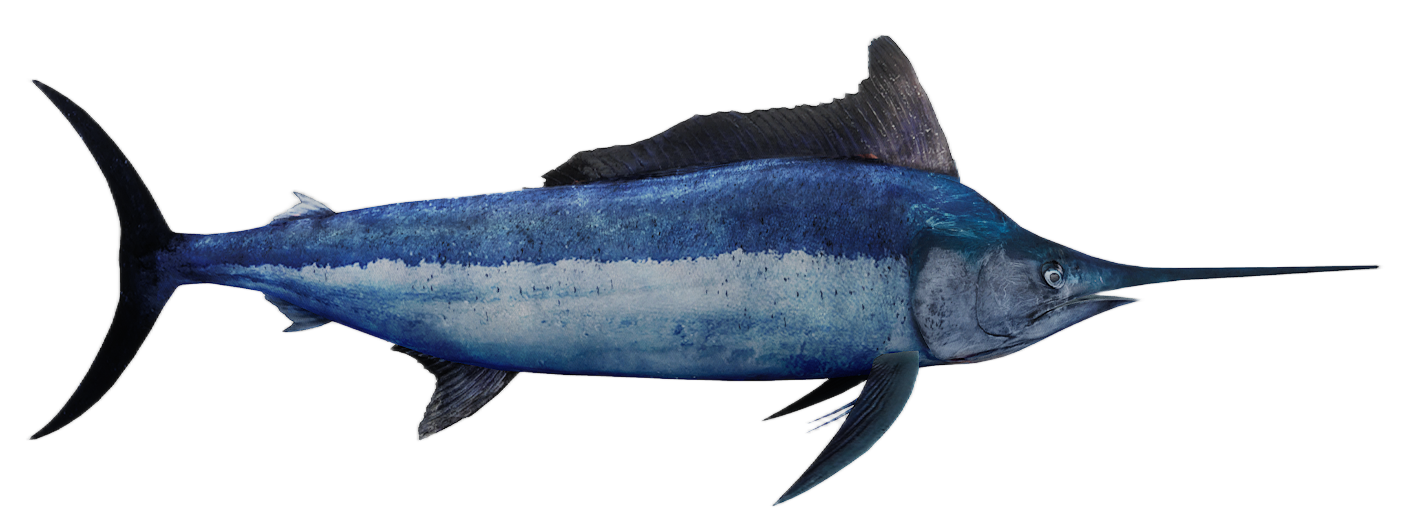 Marlin