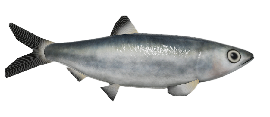 Mediterranean Sardine