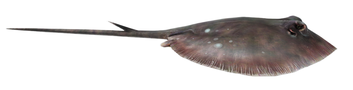 Ray
