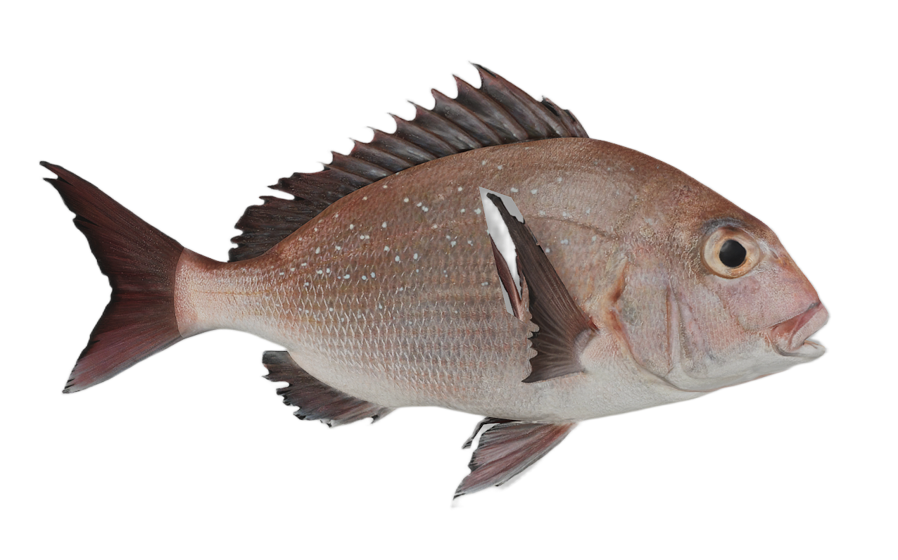 Red Seabream