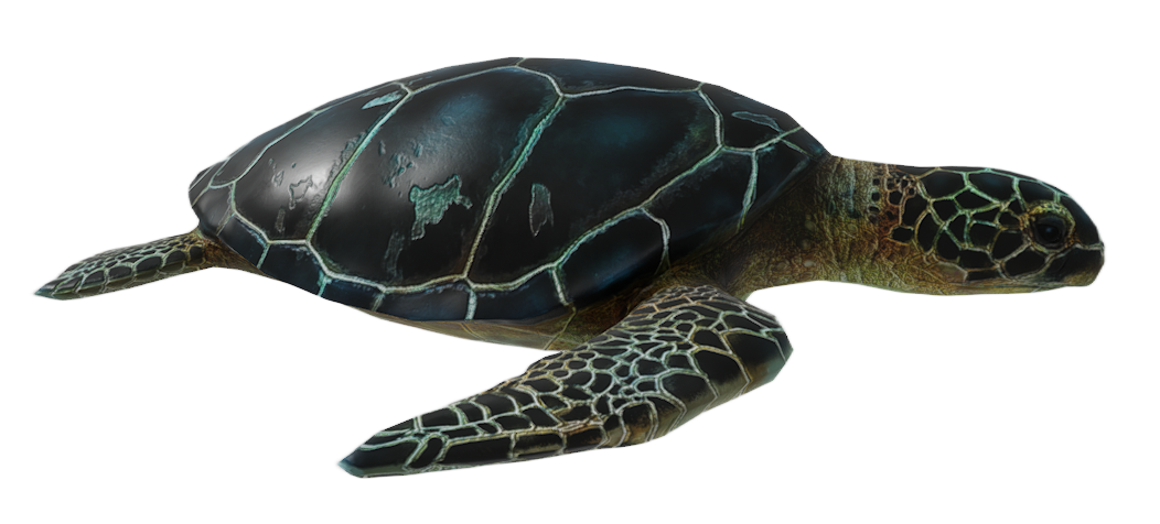 Sea Turtle