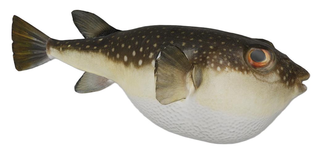 Spotted Puffer