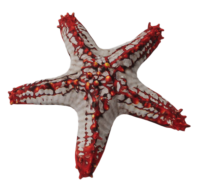 Starfish