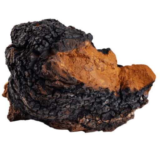 Chaga